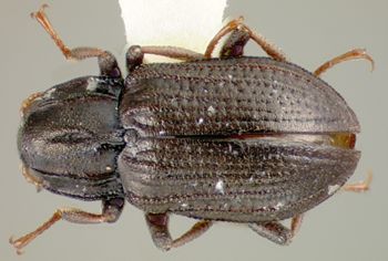 Media type: image;   Entomology 21794 Aspect: habitus dorsal view